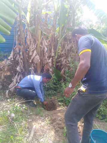 Tree Plantation