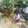 Tree Plantation
