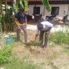 Tree Plantation